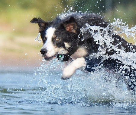 DODATKOWA ELEKTRYCZNA OBROŻA DLA PSA TRENINGOWA