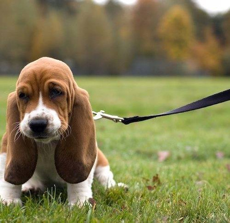 SMYCZ DLA PSA REGULOWANA PODWÓJNA 5m NAJMOCNIEJSZA